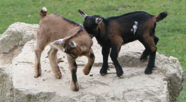 Öffentliche Führungen im Januar