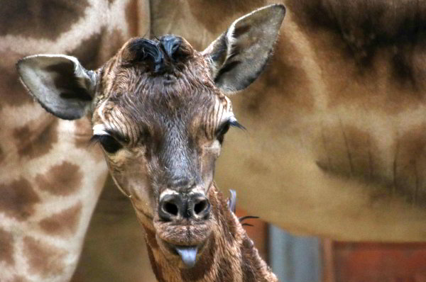Giraffengeburt im Opel-Zoo