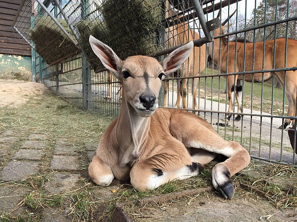 Zwei auf (fast) einen Streich: Nachwuchs bei den Elenantilopen im Opel-Zoo