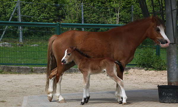 Ponyfohlen im Opel-Zoo