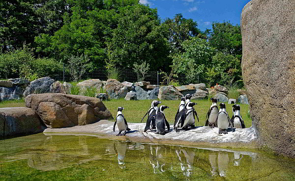 Sommerferien im Opel-Zoo