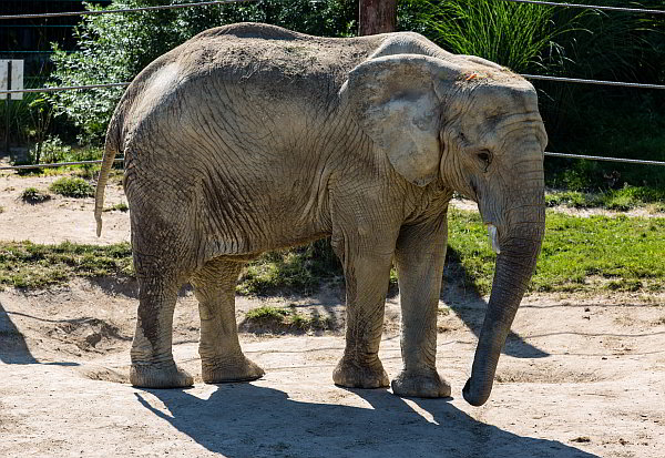 Forschung im Opel-Zoo - Elefanten