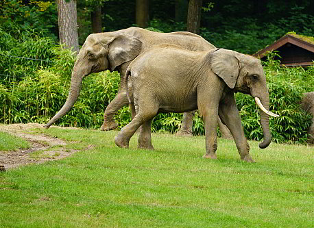 Elefanten – Riesen der Savanne