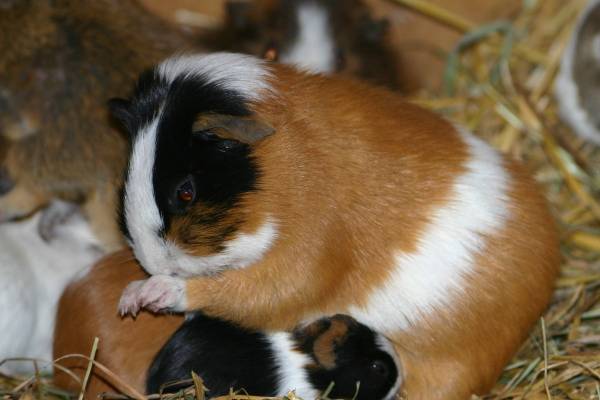 Meerschweinchen, Hausmeerschweinchen - Tiere von A-Z