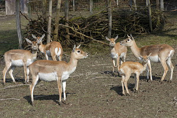 Beswingter Muttertag im Opel-Zoo: