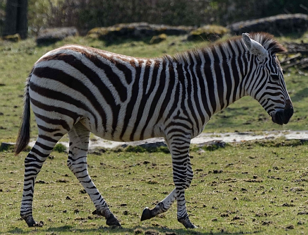 2018-31-Zebra.jpg