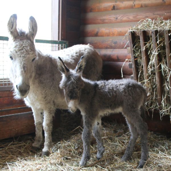 Weiterer Nachwuchs im Opel-Zoo