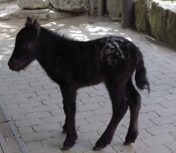 Pony-Nachwuchs im Opel-Zoo