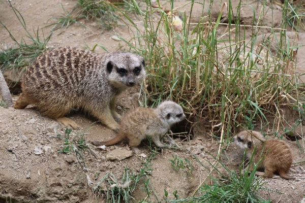 Erdmännchen-Nachwuchs im Opel-Zoo:
