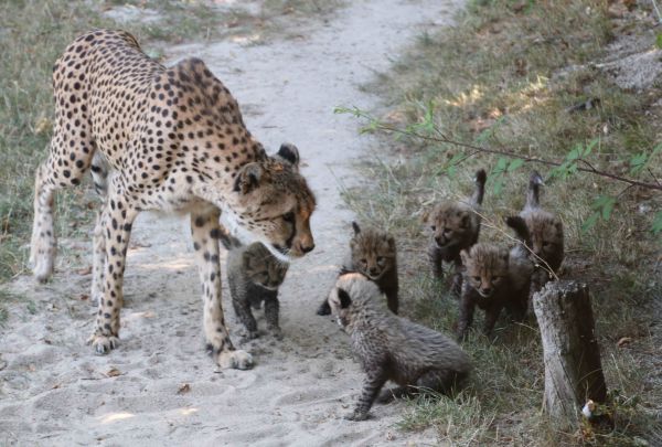 Erstmals Gepardennachwuchs im Opel-Zoo