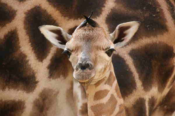 Erneut Giraffe im Opel-Zoo geboren