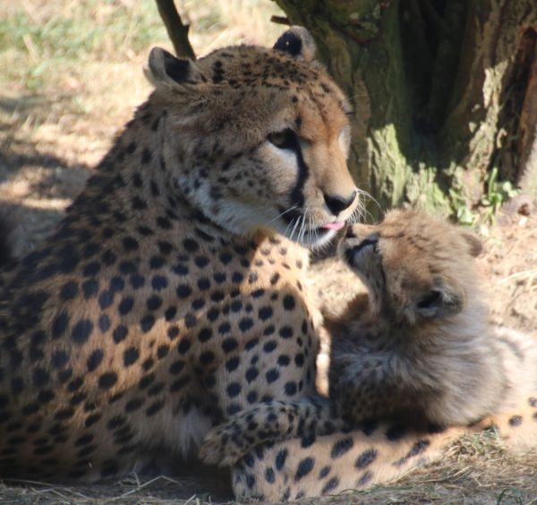 Die 6 Geparden-Jungtiere im Opel-Zoo
