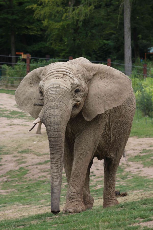 Elefantenkuh Aruba am 11.3.20 gestorben