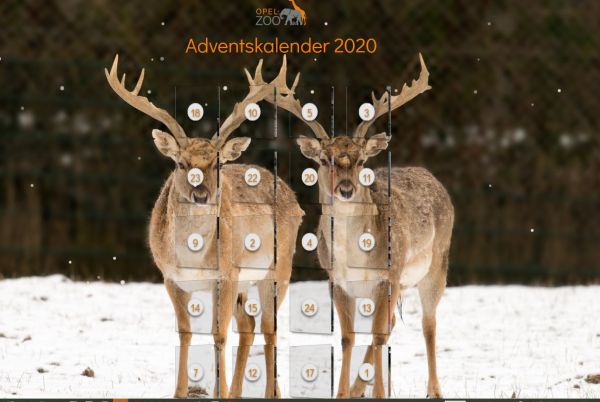 2020-26-Adventskalender 2020.jpg
