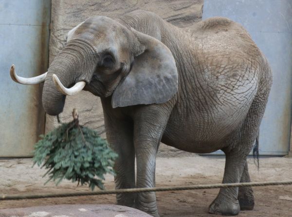Afrikanischer Elefant Zimba gestorben