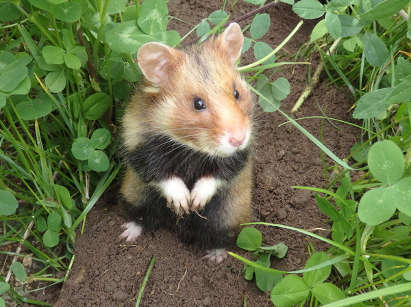 In Zusammarbeit mit der UNB wurden 27 Feldhamster aus dem Opel-Zoo ausgewildert