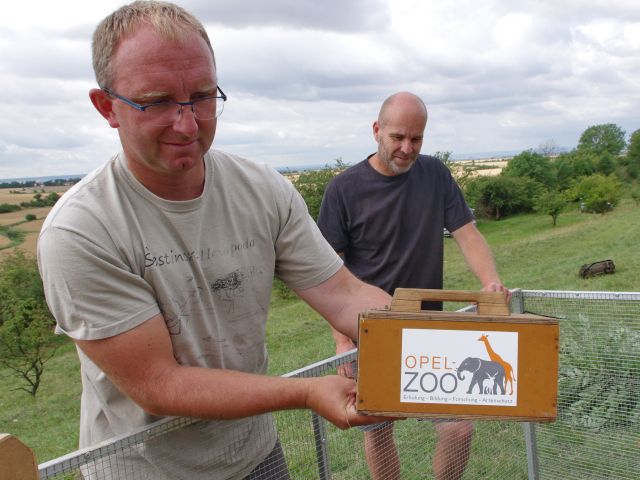 Auswilderung von Zieseln aus dem Opel-Zoo