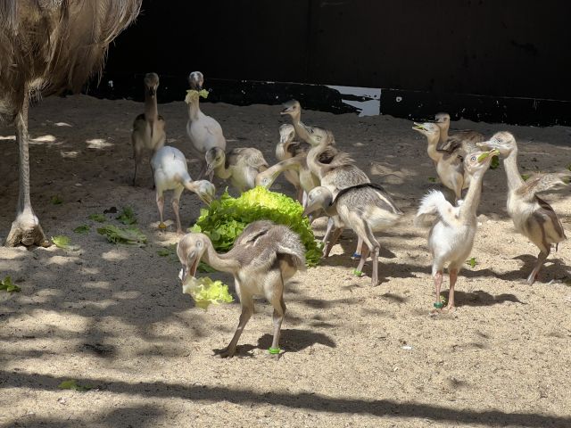 14 Nandu-Küken sind im Opel-Zoo geschlüpft