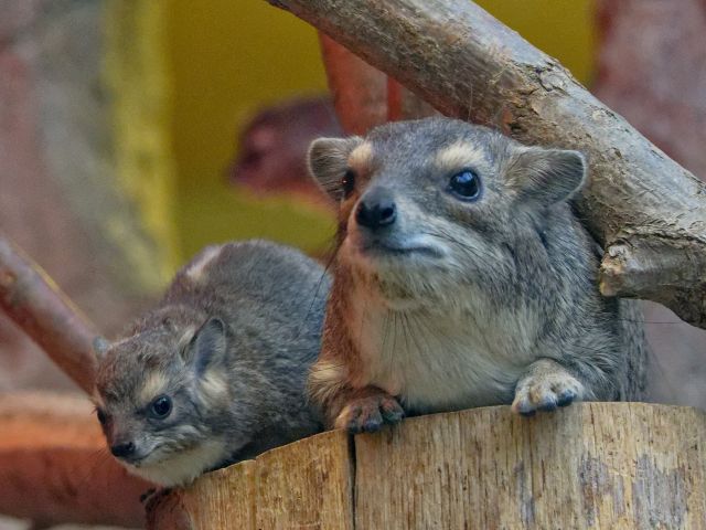 Zwei Buschschliefer im Opel-Zoo geboren