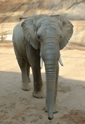 Elefant Tamo.jpg