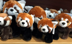 Rote Pandas01.jpg