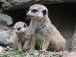 weitere Jungtiere im Opel-Zoo