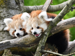 2021-22-Roter Panda-juv-3 Monate alt_Opel-Zoo.jpg