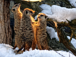 Winter im Opel-Zoo