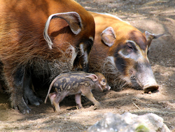 16-22 Pinselohrschweine mit Jungtier, 2 Tage alt _Opel-Zoo.jpg