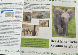 Platz 6 Afrikanischer Elefant.jpg