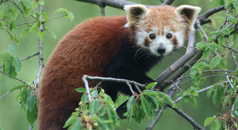 Kleinbär, Roter Panda - Red panda