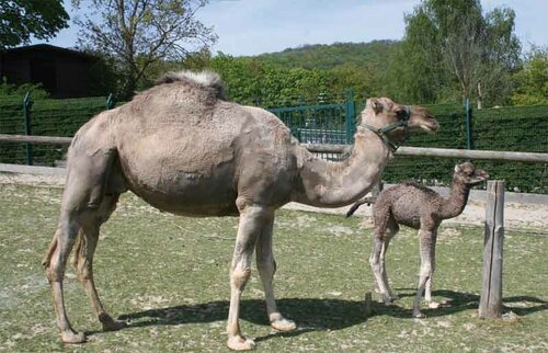 Kamel, Dromedar - Dromedary camel 