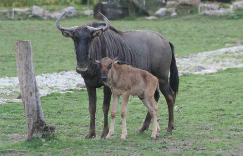 Antilope, Streifengnu - Blue wildebeest 