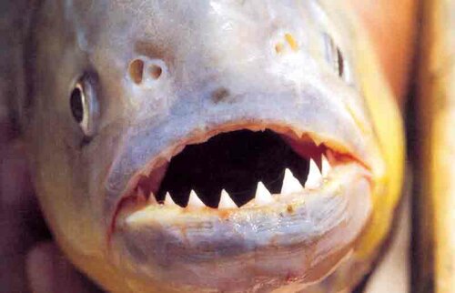 Fisch, Roter Piranha - Red-bellied piranha 