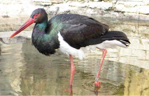 Storch, Schwarzstorch - Black stork 