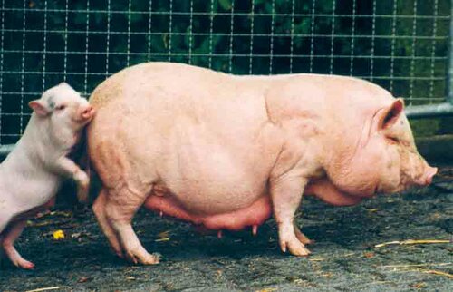 Schwein, Göttinger Minischwein - Goettinger minipig 