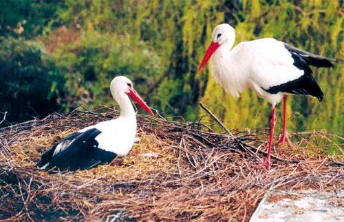 Storch, Weißstorch - White stork 