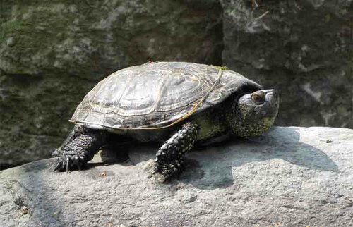 Schildkröte, Europäische Sumpfschildkröte - European pond turtle 