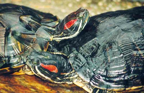 Schildkröten, Wasserschildkröten - Turtles