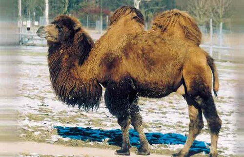 Kamel, Trampeltier - Bactrian camel 