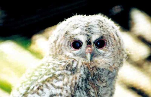 Eule, Waldkauz - Tawny owl 