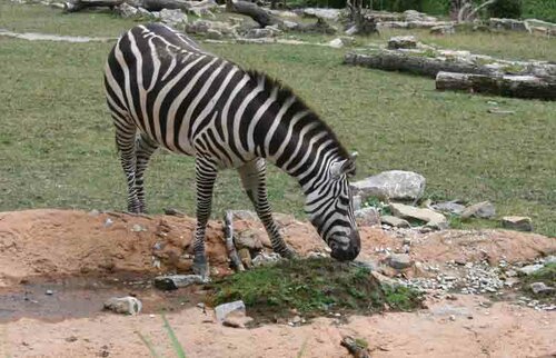 Zebra, Böhmzebra - Grant’s zebra