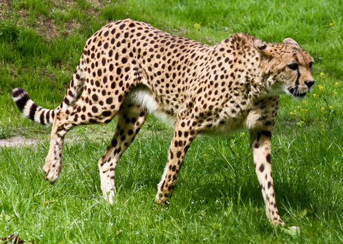 Katze, Gepard - Cheetah 