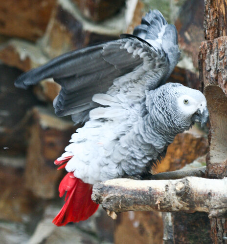 Papagei, Graupapagei  - Grey parrot
