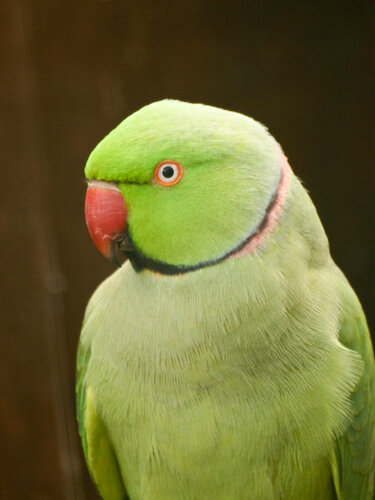 Papagei, Halsbandsittich - Rose-ringed parakeet 