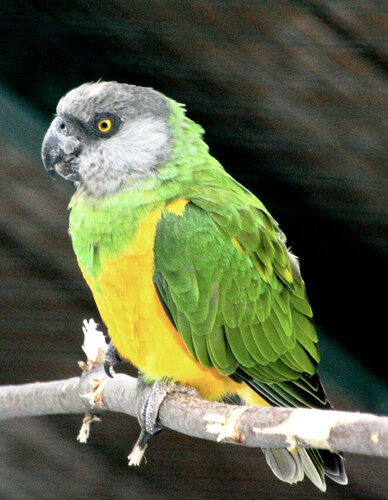 Papagei, Senegalpapagei - Senegal parrot 