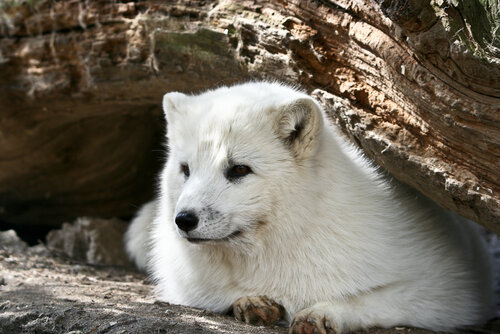 Fuchs, Eisfuchs - Arctic fox 