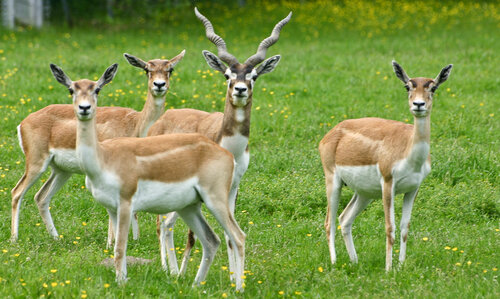 Antilope, Hirschziegenantilope - Sasin blackbuck 