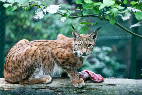 Katze, Eurasischer Luchs - Lynx