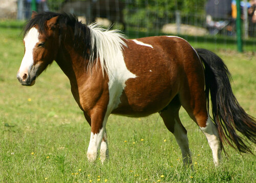 Pony , Shetlandpony - Shetland pony 